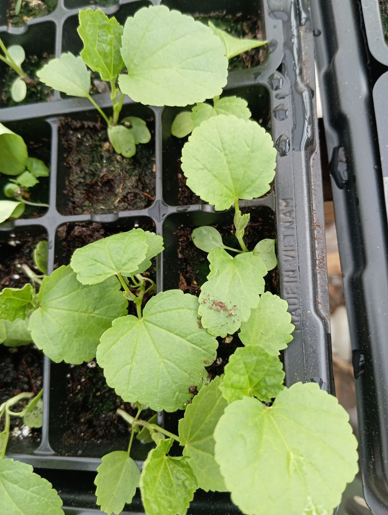 Althaea officinalis